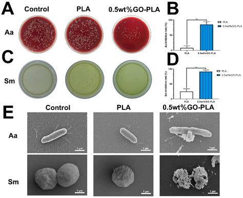Enhanced Osteogenic Activity and Antibacterial Properties of Graphene ...