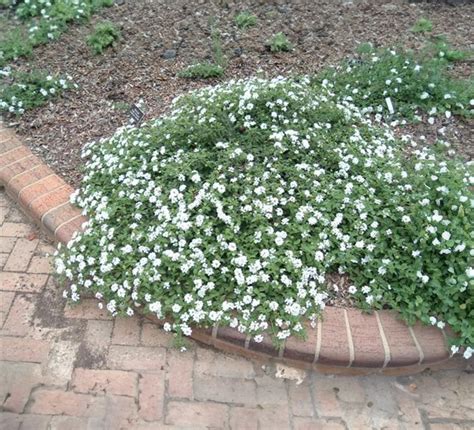 Lantana montevidensis 'White' (White Lantana) | Green Things Nursery ...