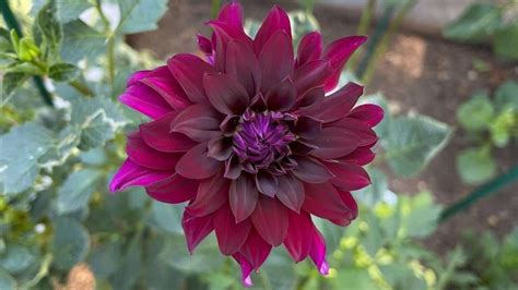 Image result for Local in Linux Script