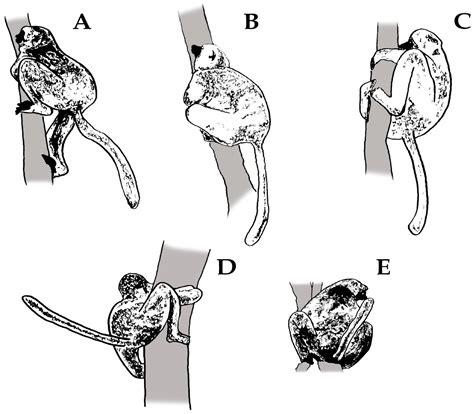 Behavioural Correlates of Lemur Scent-Marking in Wild Diademed Sifakas ...