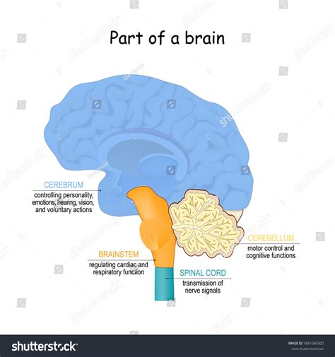 Brain 的图像结果