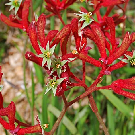 Anigozanthos | Vibrant Kangaroo Paw Plants for Sale — Mahindra Nursery