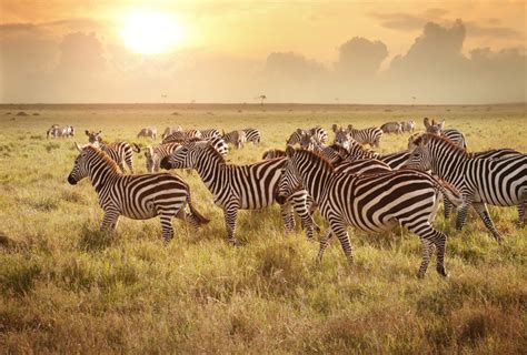 Zebra herd's amazing journey through Africa | AOL Features
