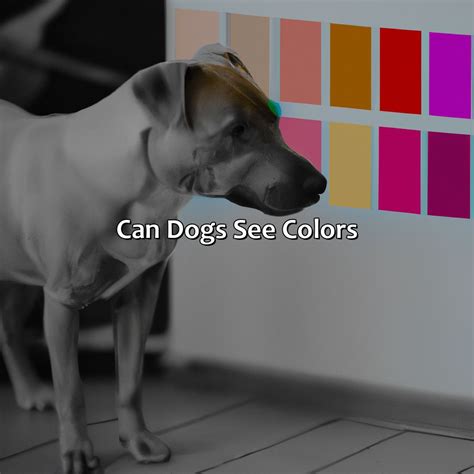 How Dogs See Colors 的图像结果