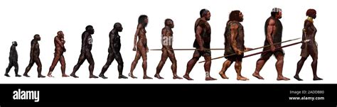 Image result for Ardipithecus Ramidus Fossils