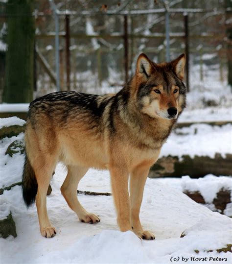 Image result for Timberwolf Facts