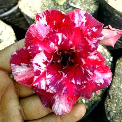 Speckled Magenta Adenium Desert Rose Plant | myBageecha