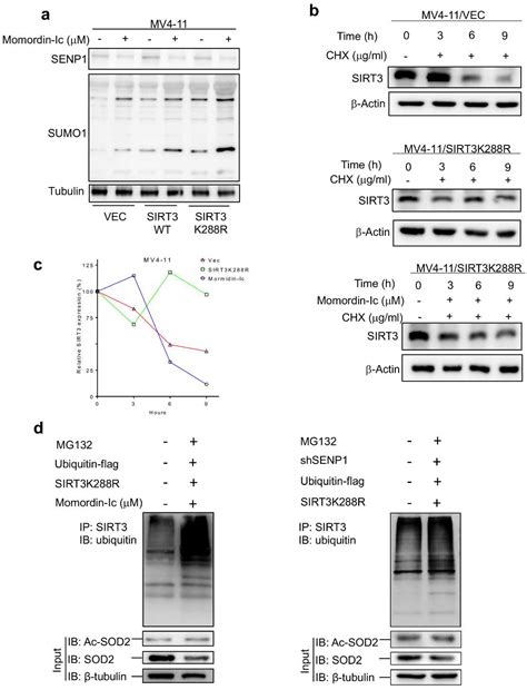 Dysregulation of SIRT3 SUMOylation Confers AML Chemoresistance via ...