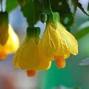 Very Beautiful Original Blooms Indian Mallow Flower Plant(Pack Of-1 ...