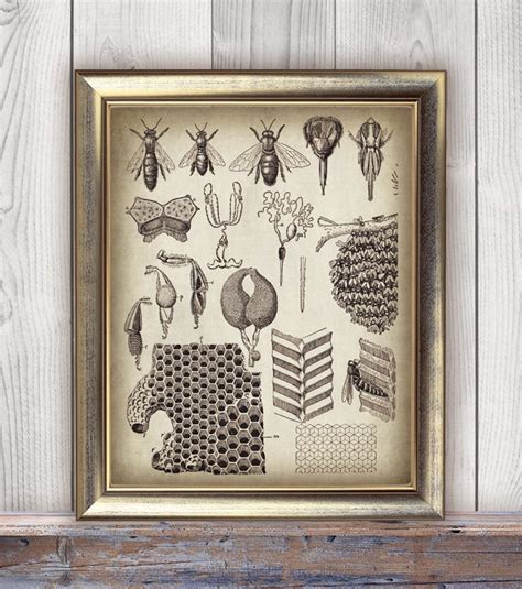 Buy DOWNLOAD BEEKEEPING Print, Digital Apiculture Bee Print, Honey ...