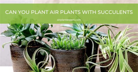 Flowering Air Plants 的图像结果