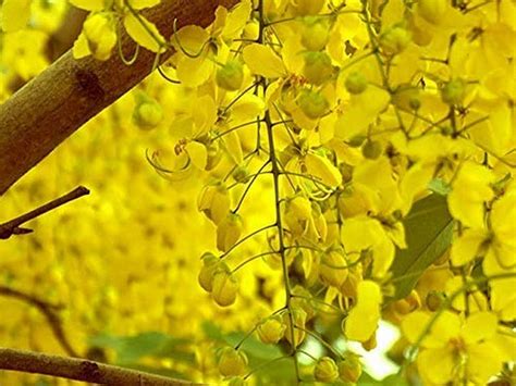 Creative Farmer Rare Cassia Fistula (Golden Shower Tree) Kanikkonna ...