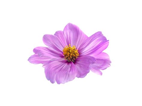 Image result for Flower