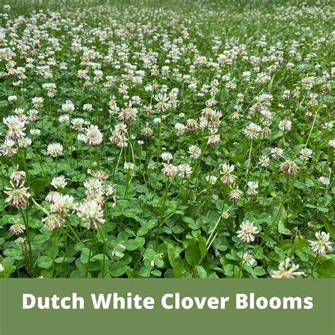 Flawn Seed Dutch White Clover Flowering Lawn Seed - Kid, Pet ...