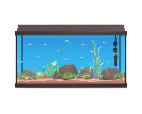 Fish Tank Illustrations, Royalty-Free Vector Graphics & Clip Art - iStock