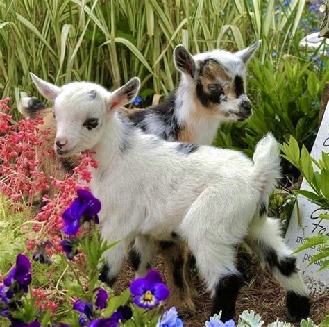 Miniature goats – Artofit