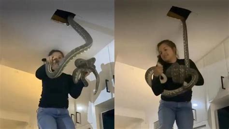 Australian woman finds two giant pythons in ceiling; video goes viral