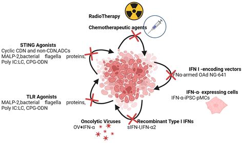 Signaling by Type I Interferons in Immune Cells: Disease Consequences