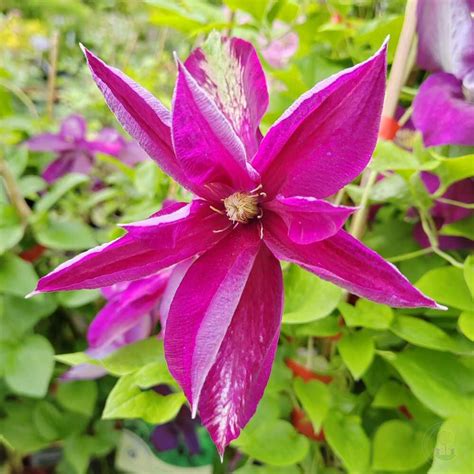 Клематис Полония Реститута (Clematis Polonia Restituta) купить в Москве ...