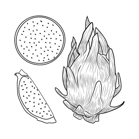 Premium Vector | Dragon fruits coloring pages