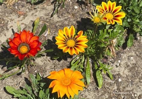 Pollinator Garden Seed Mix – Limonium, Gazania, Tagetes, Gypsophila ...