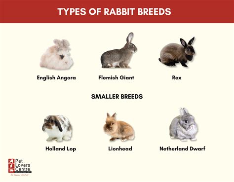 Different Rabbit Breeds – Fun Facts for Pet Owners
