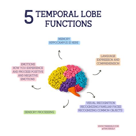 Image result for Functionality of the Styloid Process of Temporal Lobe
