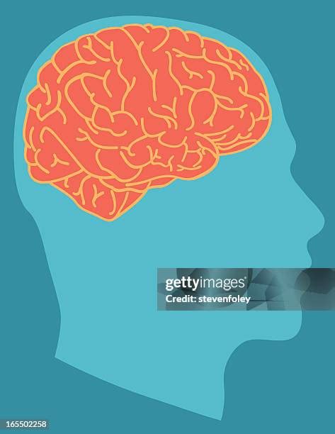 Image result for Prefrontal Cortex Brain Drawing