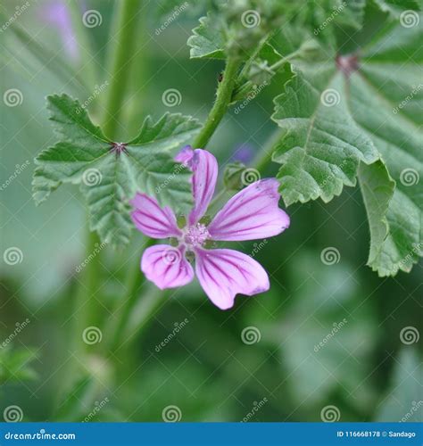 Malva sylvestris stock photo. Image of grains, close - 116668178