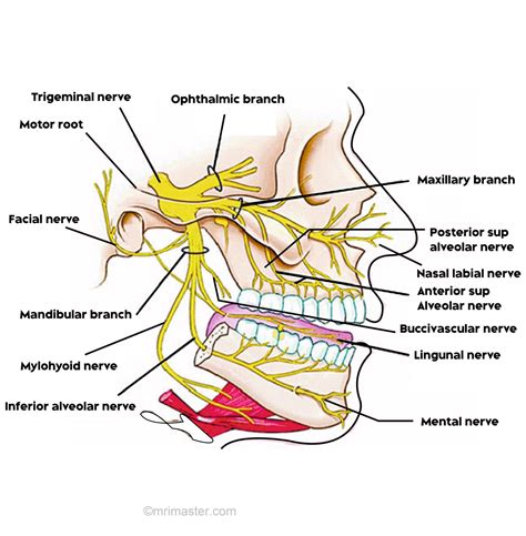 Maxillary Nerve