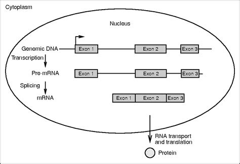 Image result for Structure Genetics Software User Guide