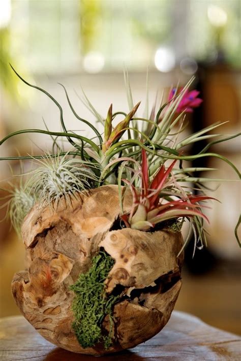 Air Plants Arrangements 的图像结果