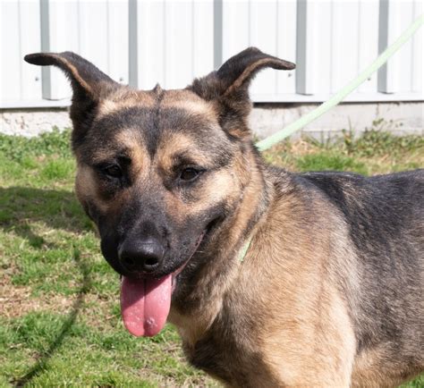Craven-Pamlico pets of the week