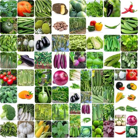 Hybrid Summer 40 Variety Vegetable Combo Pack (1450 Seeds) : Amazon.in ...