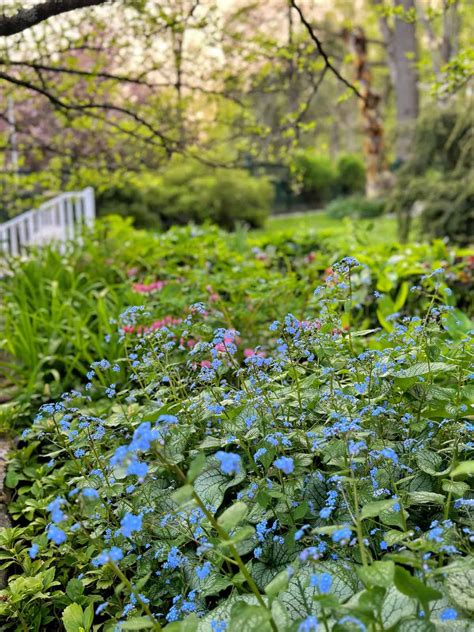Top 15 Woodland Flowers for Garden: Shade-Loving Native Plants & Easy ...