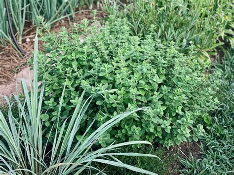 Top 10 Perennials for a Low-Maintenance Vegetable Garden