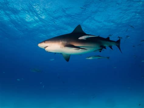 Watch I Was Prey - Season 3 | Prime Video