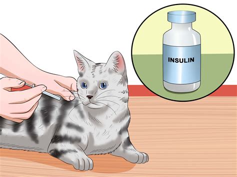 How to Get Your Cat Out of the Malnutrition Stage: 15 Steps