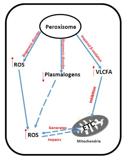 Evidence of Oxidative Stress and Secondary Mitochondrial Dysfunction in ...