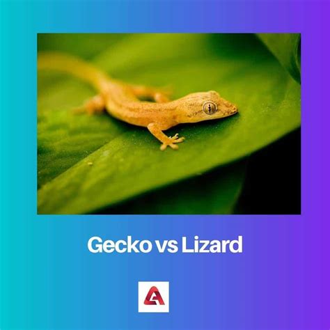 a Gecko vs a Lizard: Difference and Comparison