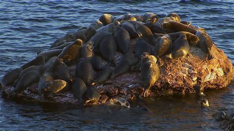 Baikal seal: habitat, behavior, and threats | Britannica