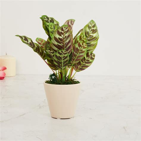 Buy Fiesta Green Artificial Potted Plant from Home Centre at just INR ...