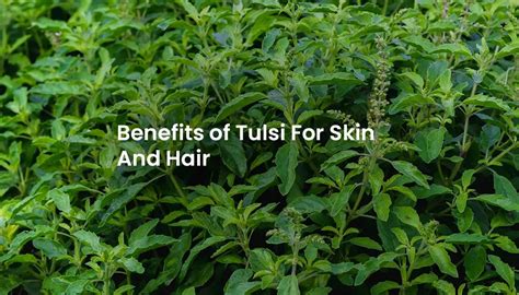 7 Benefits of Tulsi For Skin And Hair – Dhathri Ayurveda