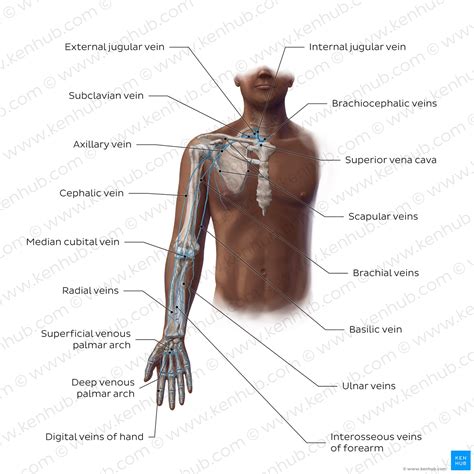 Veins Arm Anatomy