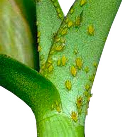 Pest: Aphids on orchids | How To Get Rid of Aphids on Orchids? – Orchid ...