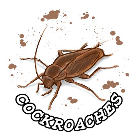 Download Transparent Cockroaches Named Variant - Weevil - PNGkit