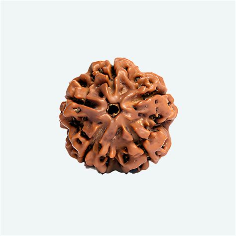 Panchamuki Single (5 Face) Rudraksha - Enhance Energy Flow and ...