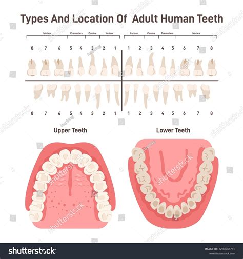 Types Location Adult Human Teeth Oral Stock Vector (Royalty Free) 2239648751 | Shutterstock