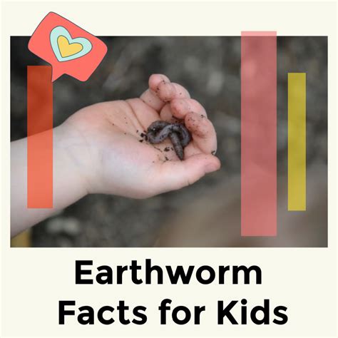 Earthworm Facts for Kids - Science Sparks