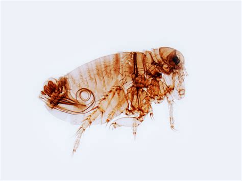 Example Of Parasitism Relationship In Animals